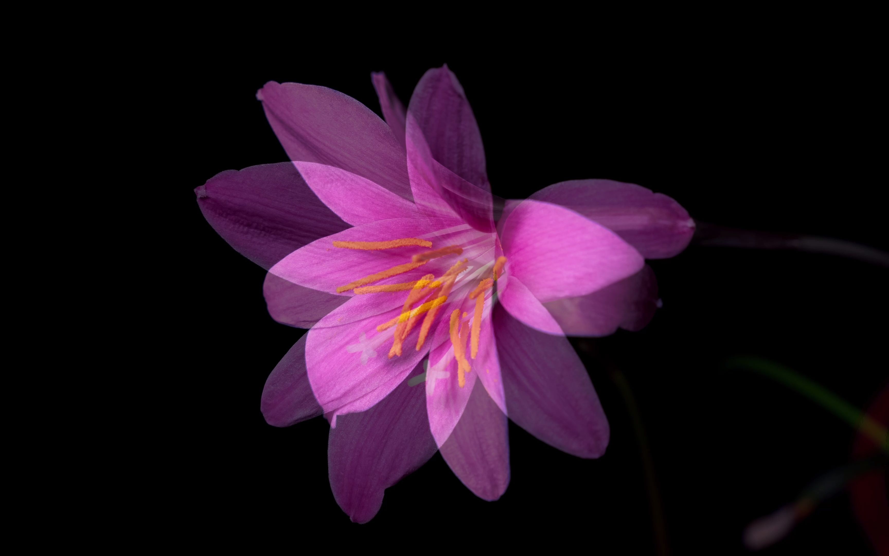 【4k延时摄影】雨后风雨兰