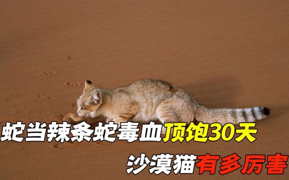 双面杀手沙漠猫,把毒蛇当辣条吃,靠喝蛇毒血能30天不喝水