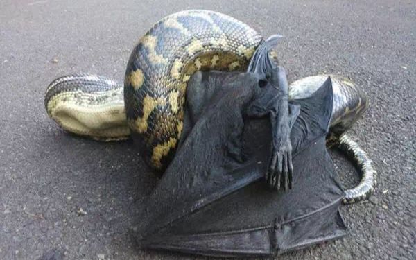 【怕】澳大利亚动物成精:蟒蛇吃蝙蝠,野狗吃鲨鱼,泥鳅比手粗_哔哩哔哩