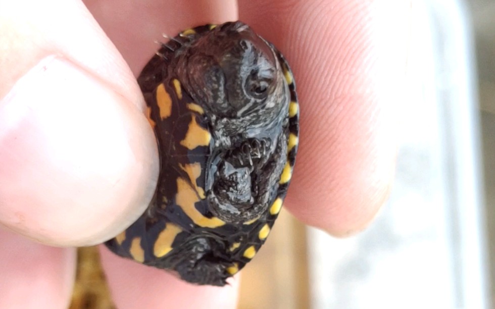 头盔蛋龟苗子到家第二天