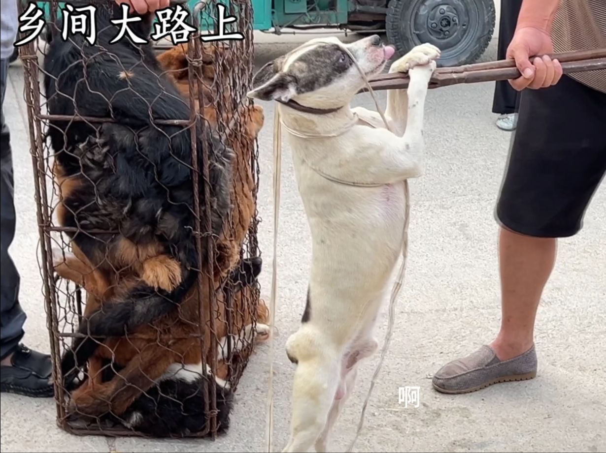 串狗看到铁夹子直哆嗦,夹起来嗷嗷乱叫想咬人,师傅说你就够不着