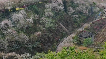 [图]樱花谷小榄。。。