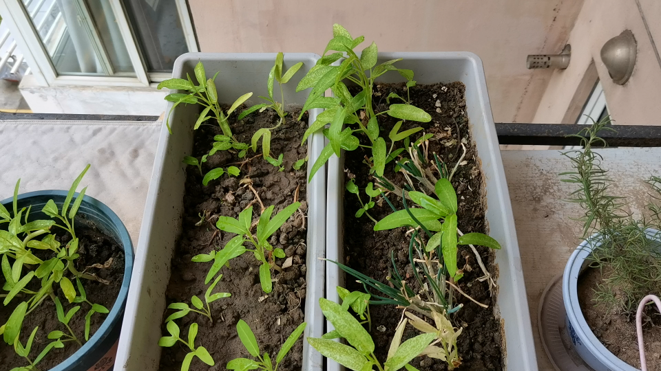 阳台种的空心菜生病了,大家有什么好办法吗?