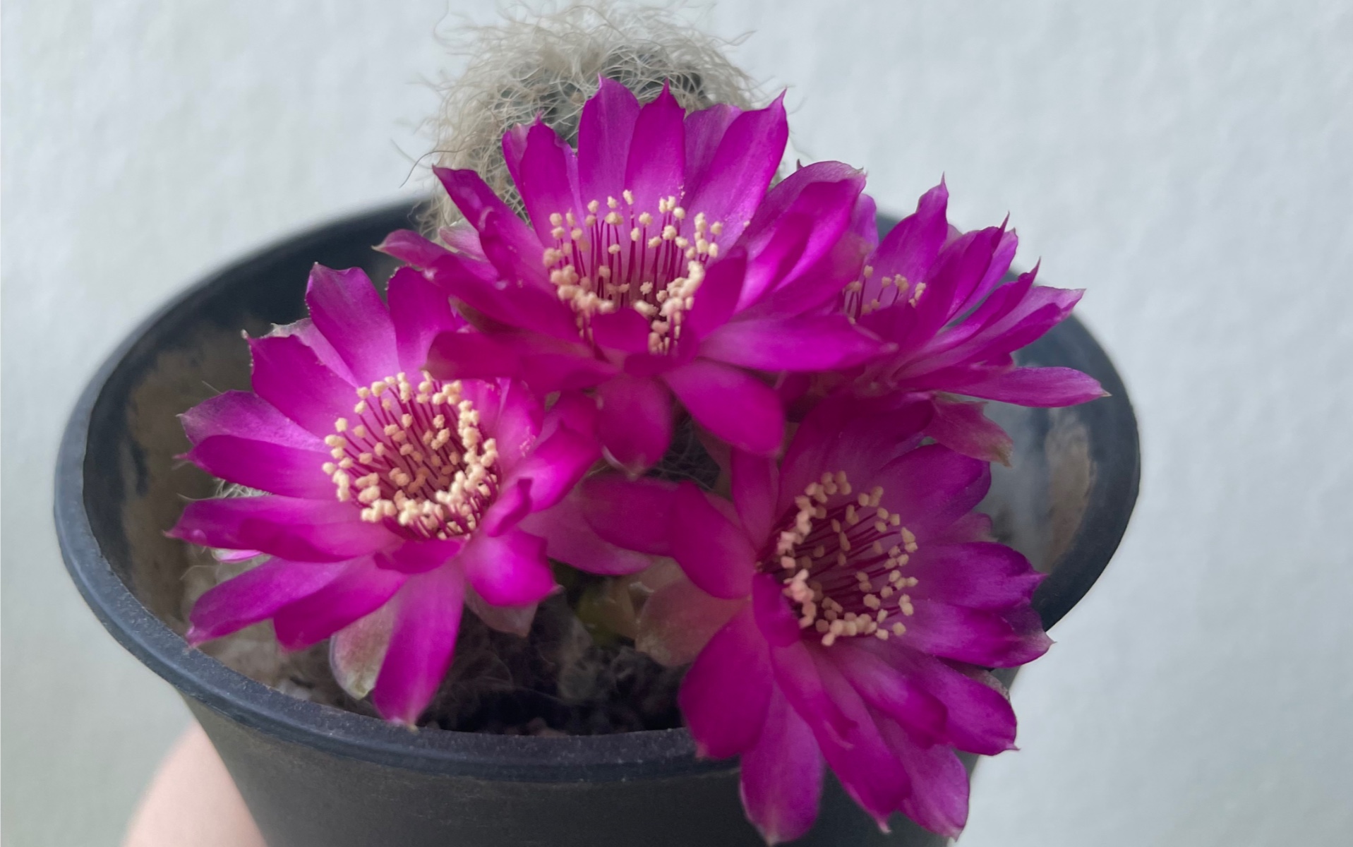 圣丽丝仙人球开花了