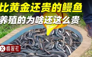 Tải video: 十万块钱只买一斤鱼？鳗鱼是养殖的，为啥还那么贵