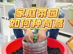 Descargar video: 家庭菜园如何种植茼蒿