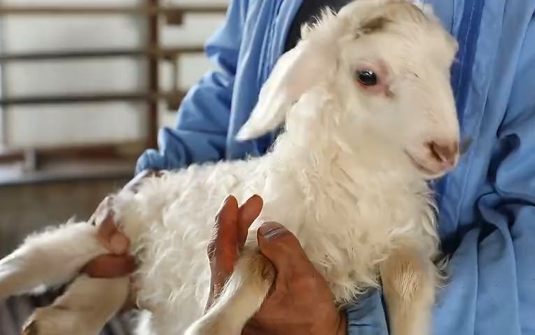 寒冷冬季 好客禹城邀您品尝鲜美湖羊