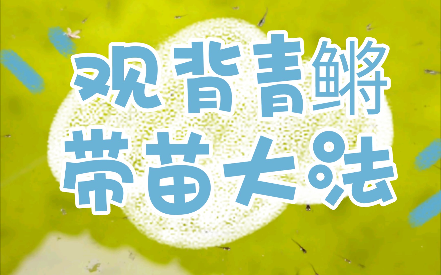 〈观背青鳉〉关于观背青鳉带苗的一些个人经验(安宁出品)哔哩哔哩bilibili