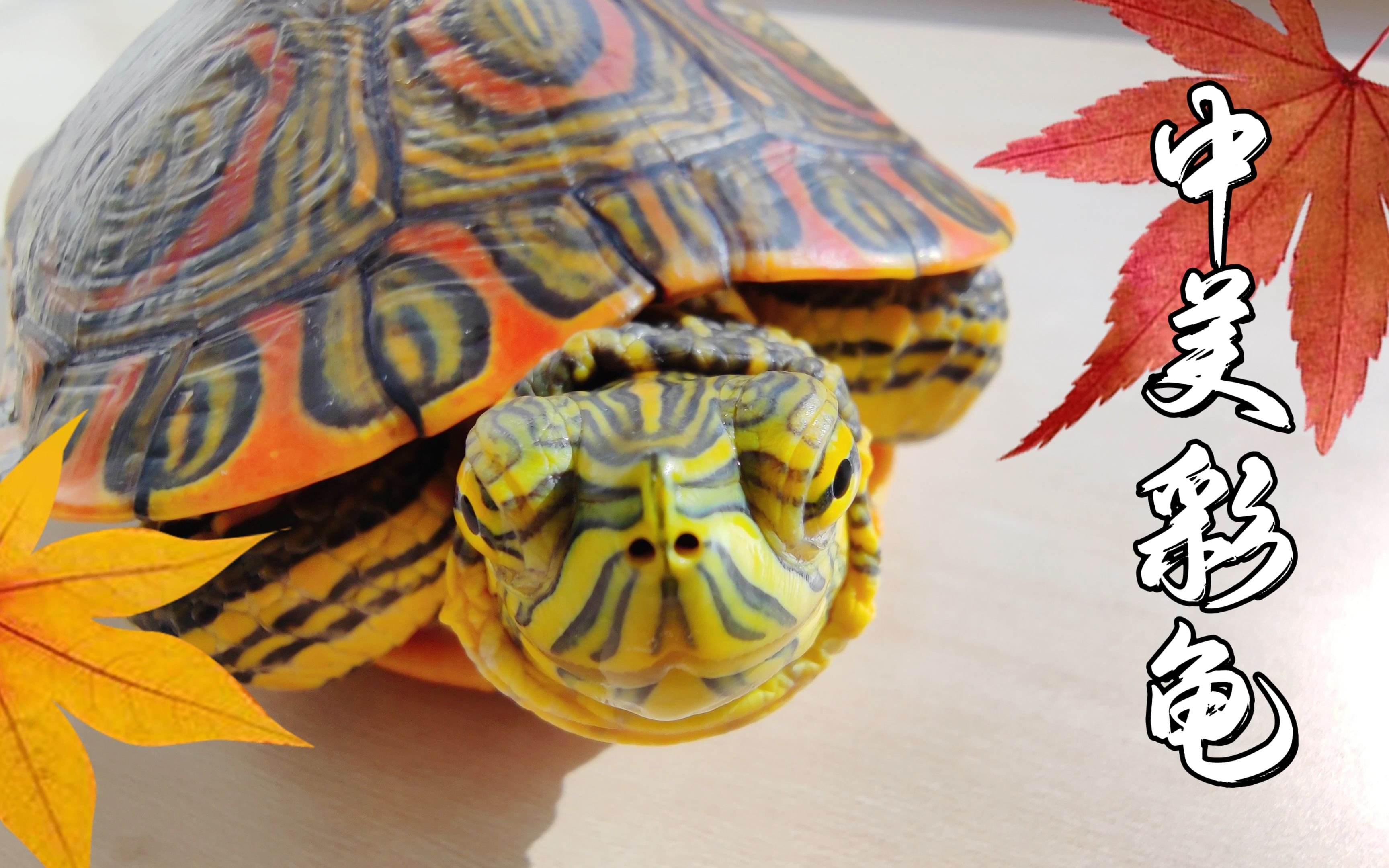 中美彩龟饲养攻略!这种龟越长大越丑?别闹!