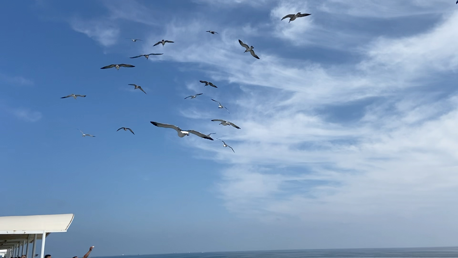 [图]“大连轮渡飞翔的海鸥，你一定是代表自由的存在”