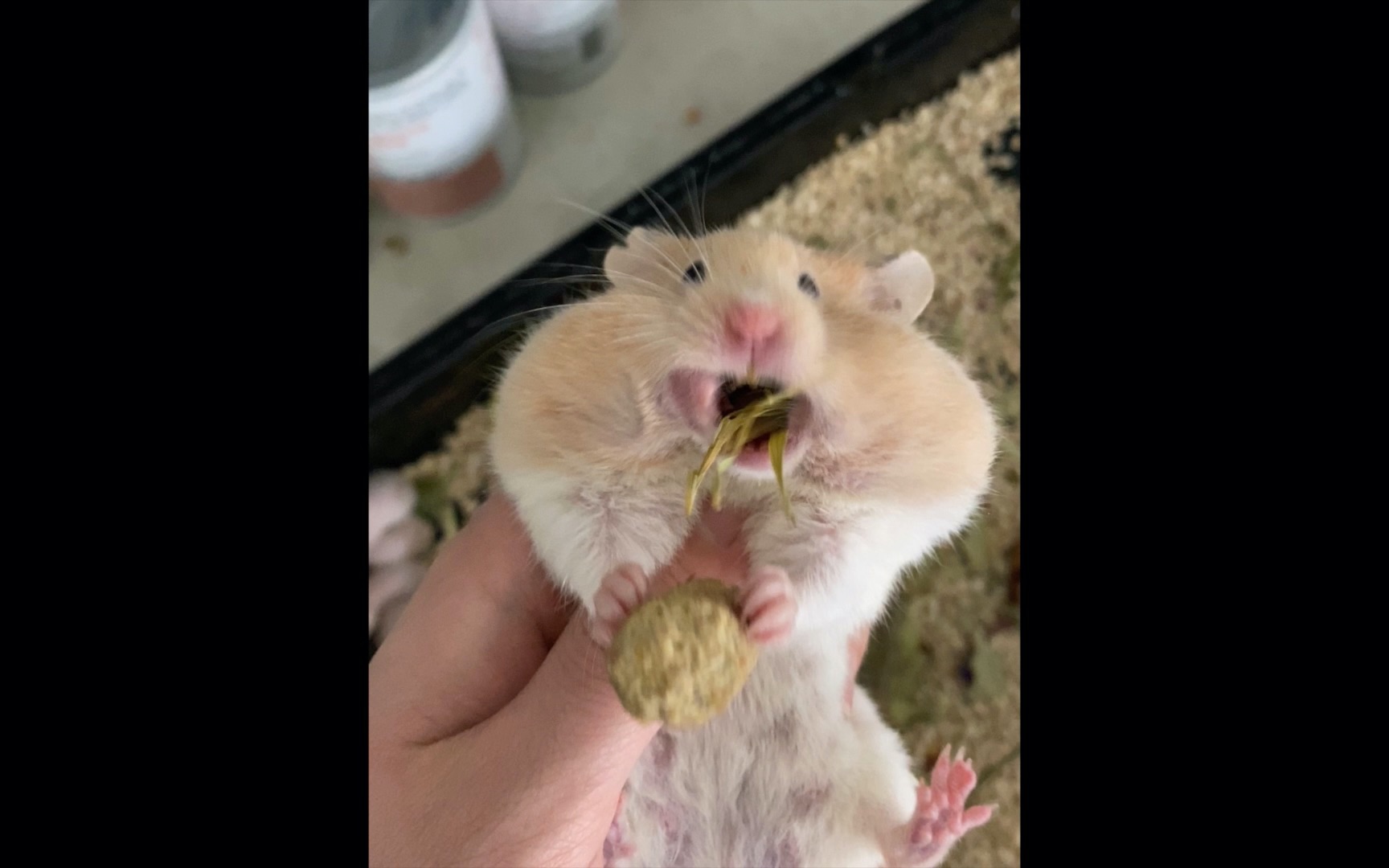 宠物日常|金丝熊的颊囊到底能藏多少东西?_哔哩哔哩_bilibili