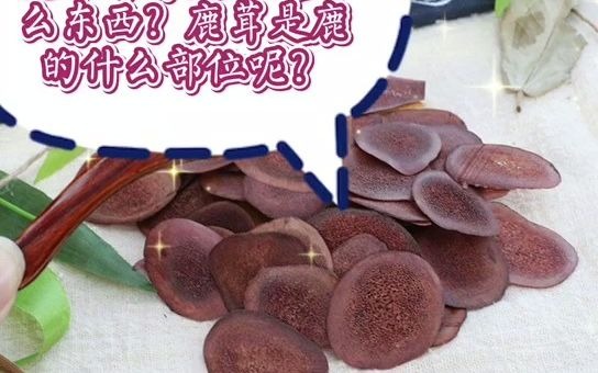 你知道,鹿茸是鹿的什么部位吗?哔哩哔哩bilibili