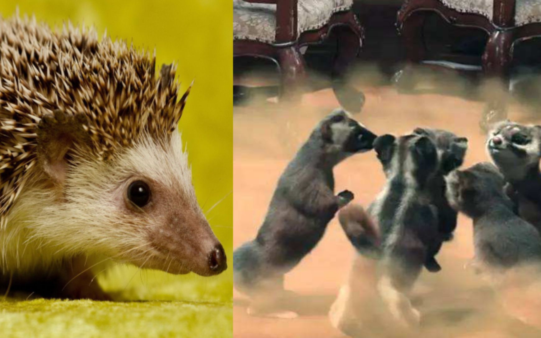 天不怕地不怕的刺猬,竟然被黄鼠狼的秘密武器打败,堪称无敌_哔哩哔哩