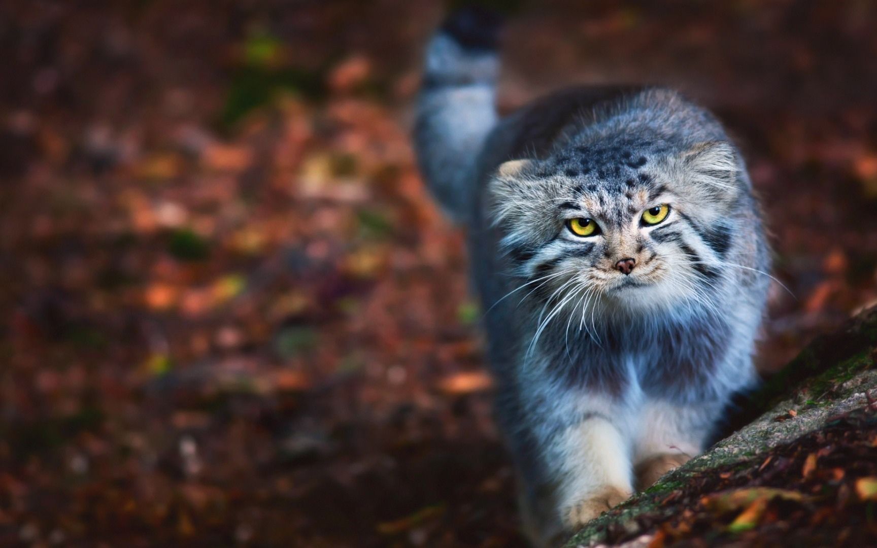 神秘的兔狲带着幼崽竟独自捕食田鼠喂养小兔狲