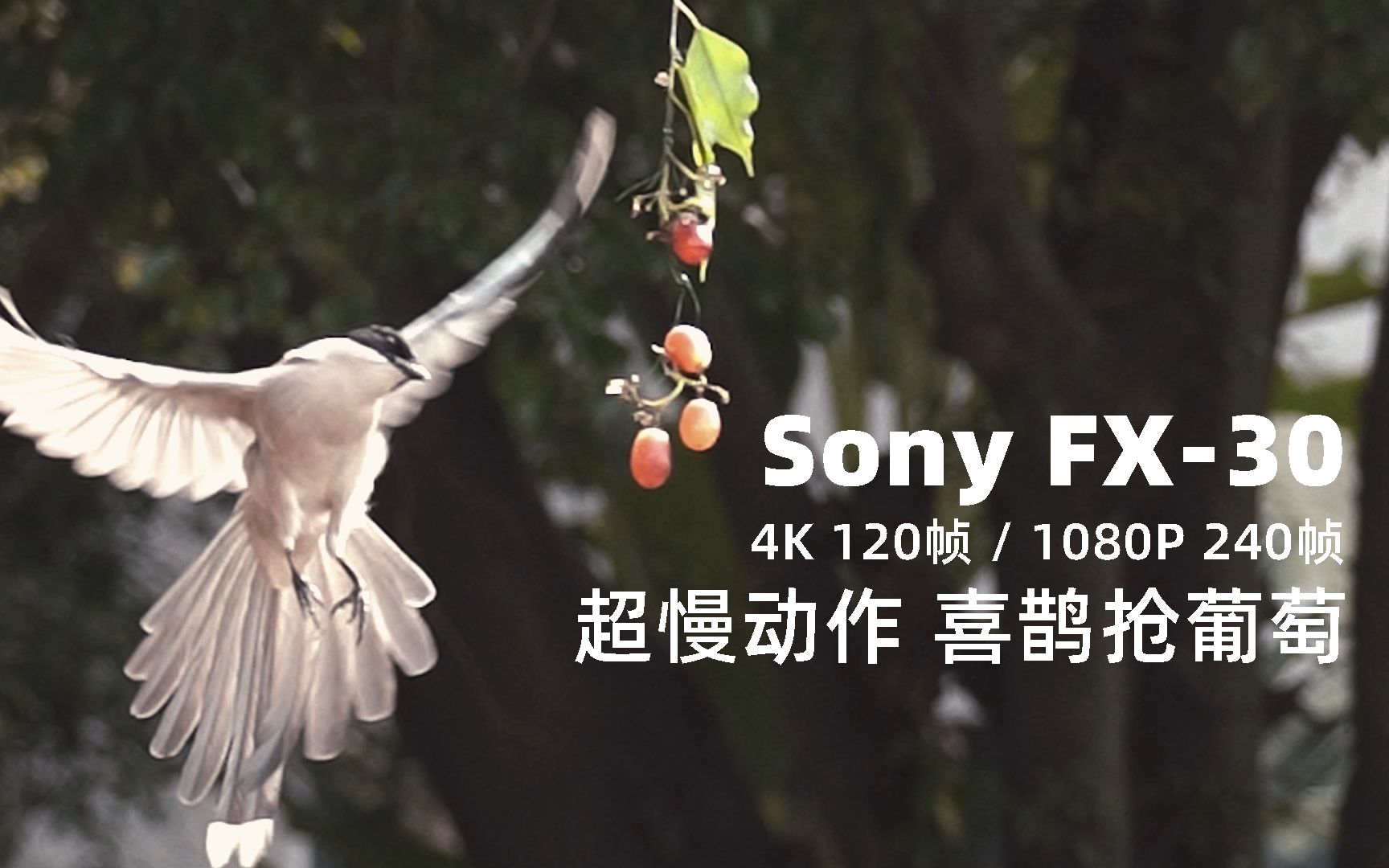 [图]Sony FX30 |  4K 120帧 1080P 240帧 抓拍喜鹊抢葡萄