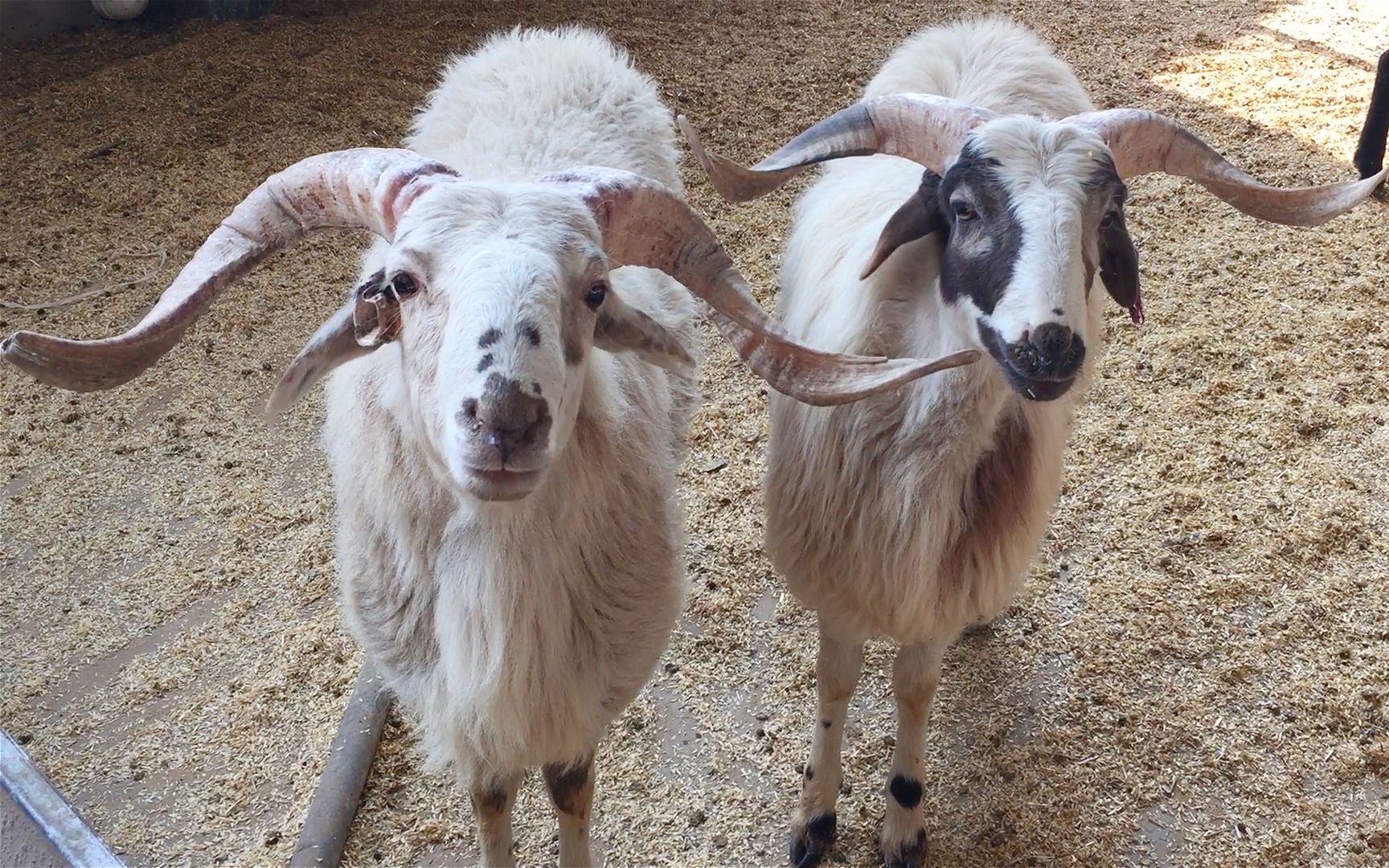 颜值萌萌的青海羊