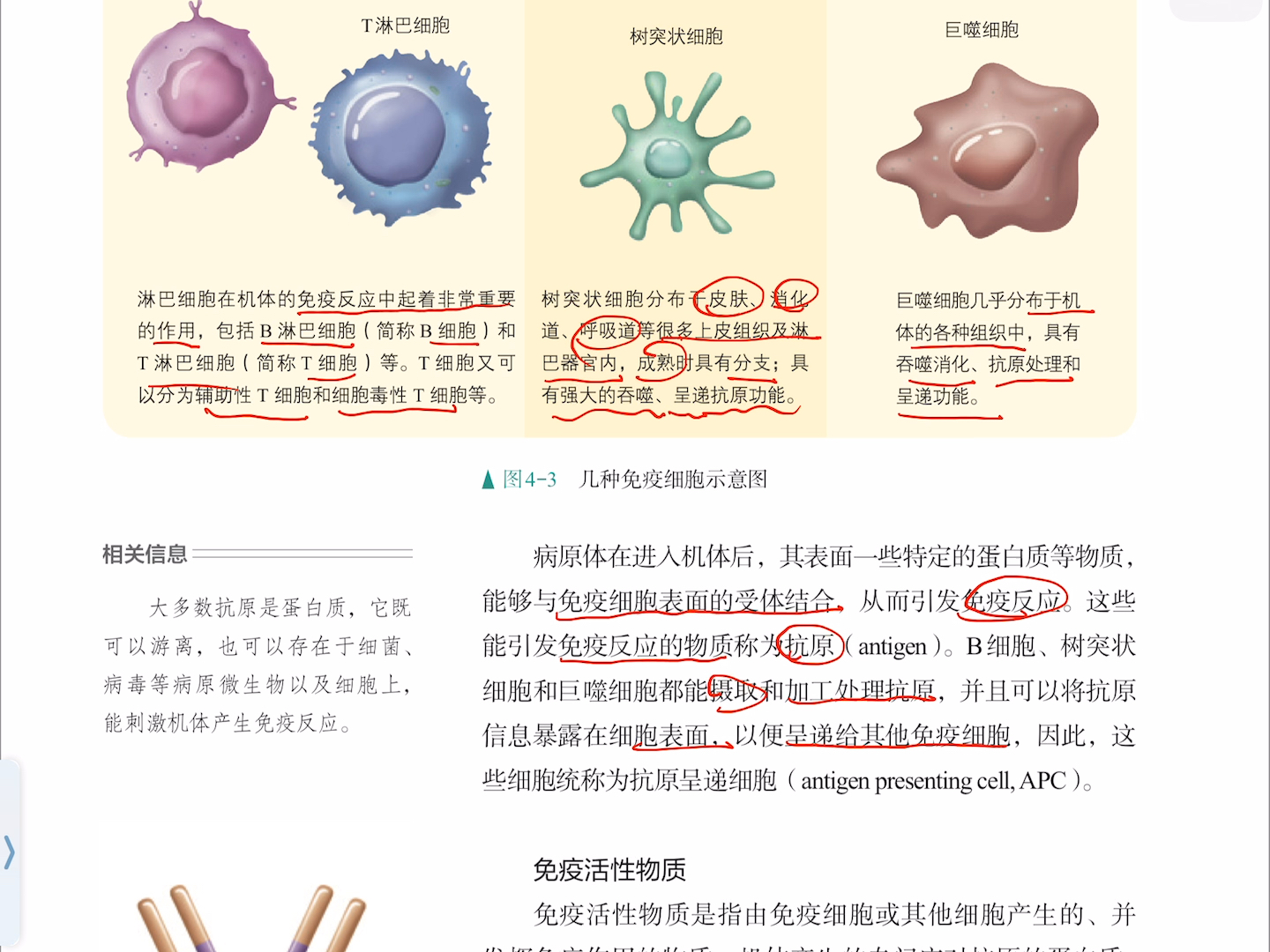 高二生物人体免疫调节知识点(高二生物人体免疫调节知识点思维导图)