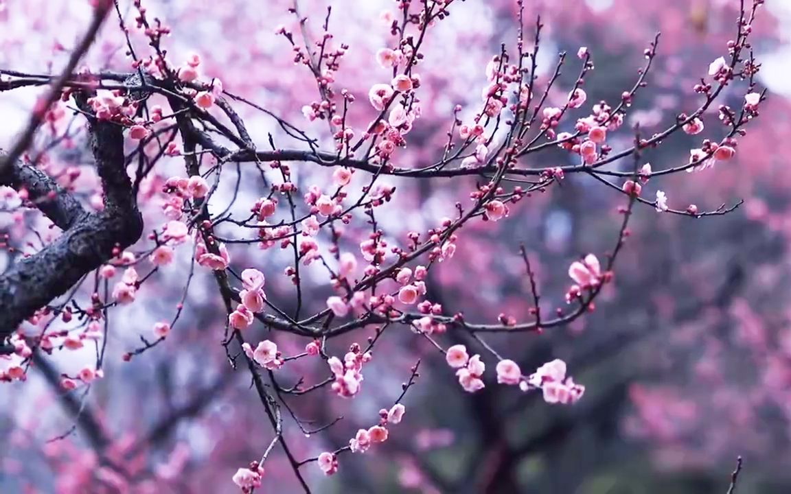 [图]“白雪纷纷醉红梅，惹人向往不自知”