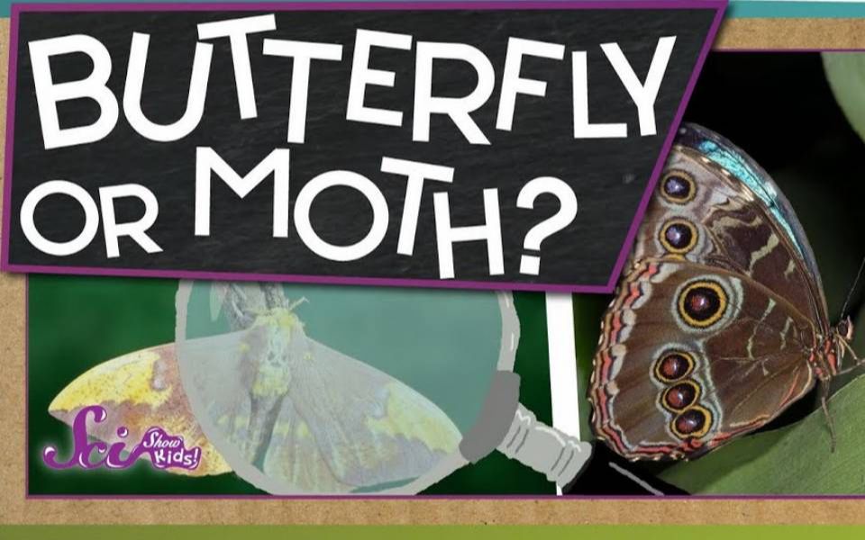 [图]分辨蝴蝶或飞蛾 Butterfly or Moth？