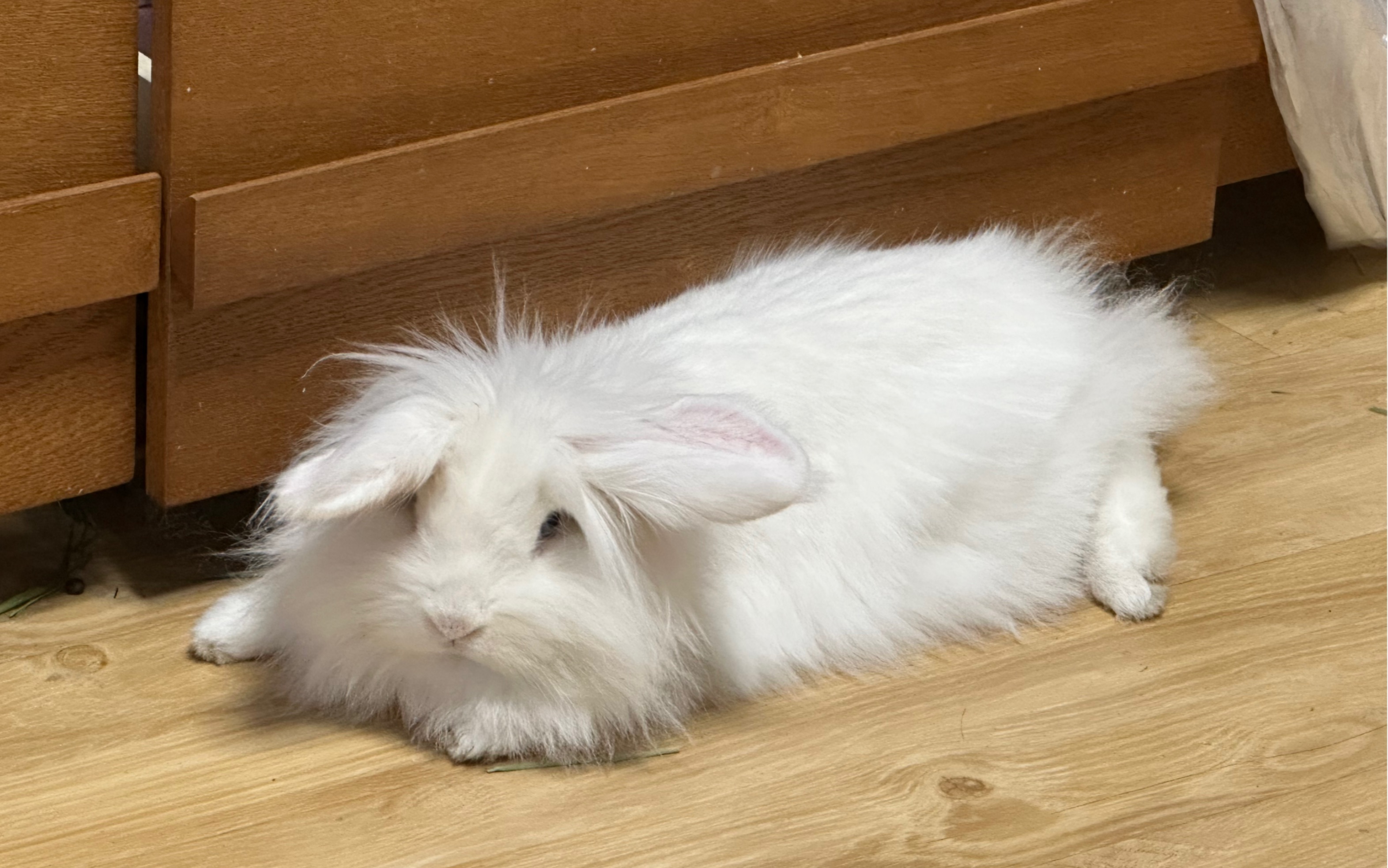 一只小胖兔的写真集