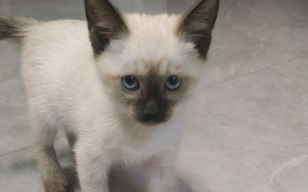 暹罗猫幼崽第一天到家