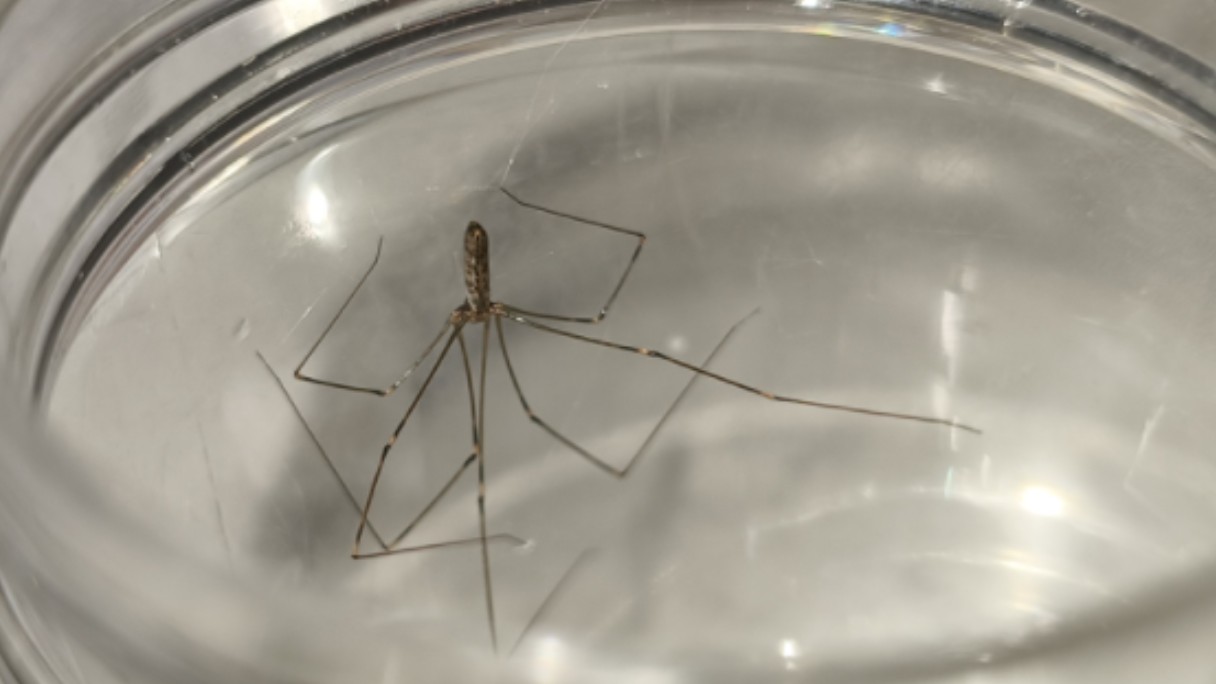 pholcus kimi song & zhu, 1994 