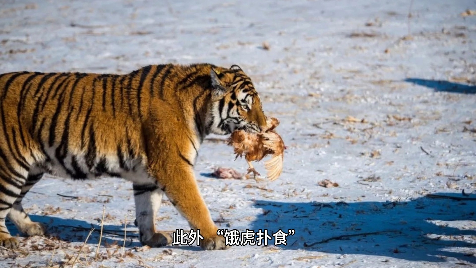 饿虎扑食~形容动作迅猛,气势凶猛,就像饥饿的老虎扑向食物一样