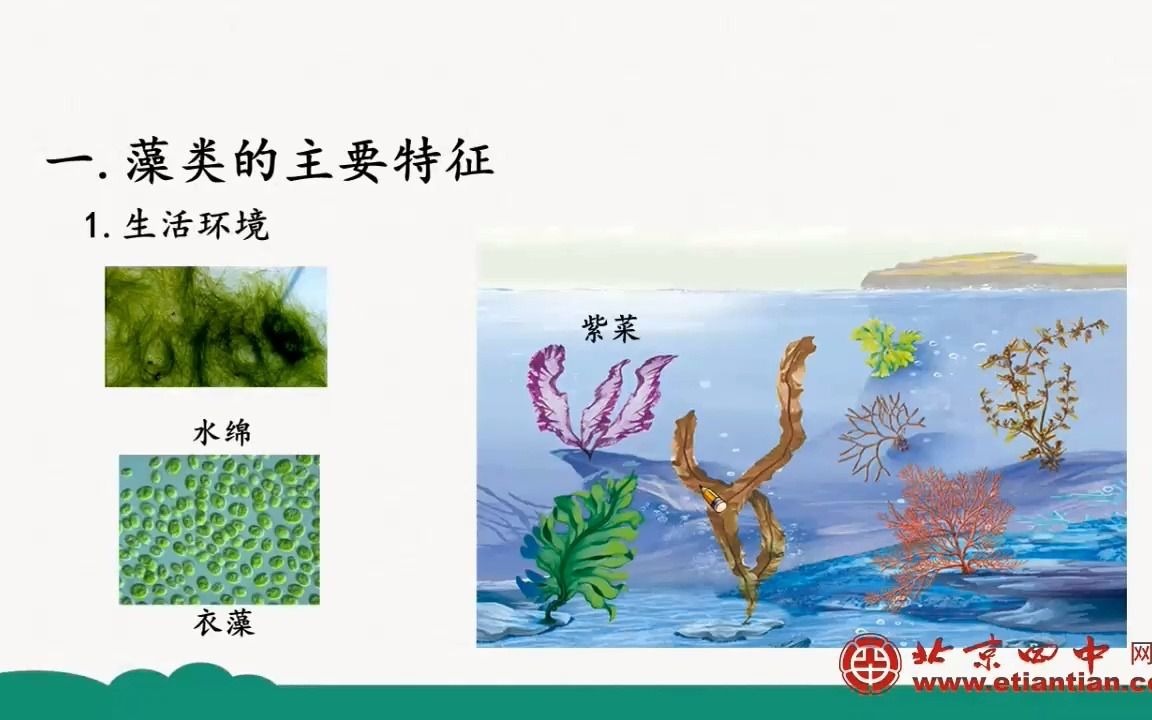 初一生物藻类植物哔哩哔哩bilibili