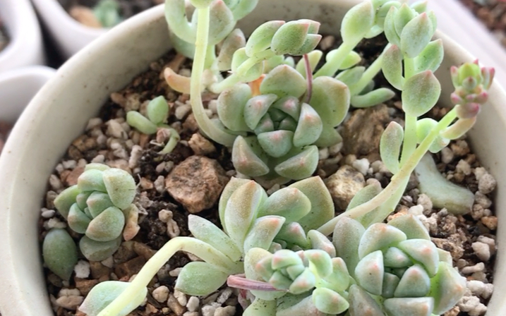 多肉植物 子持白莲 echeveria prolifica 原产地为墨西哥 叶片排列成