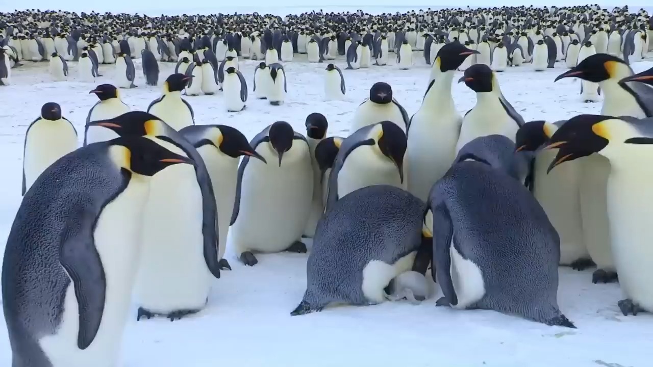 [图]帝企鹅宝宝的生命之旅