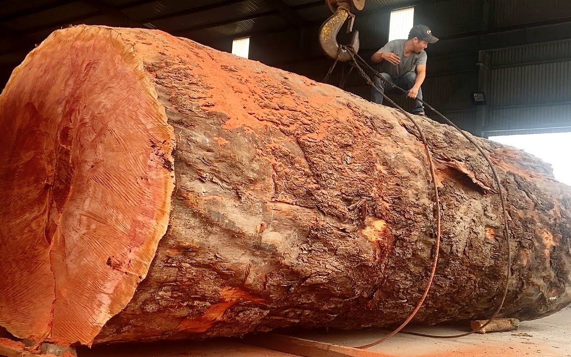 锯木厂— 最大的木材项目百 年古树