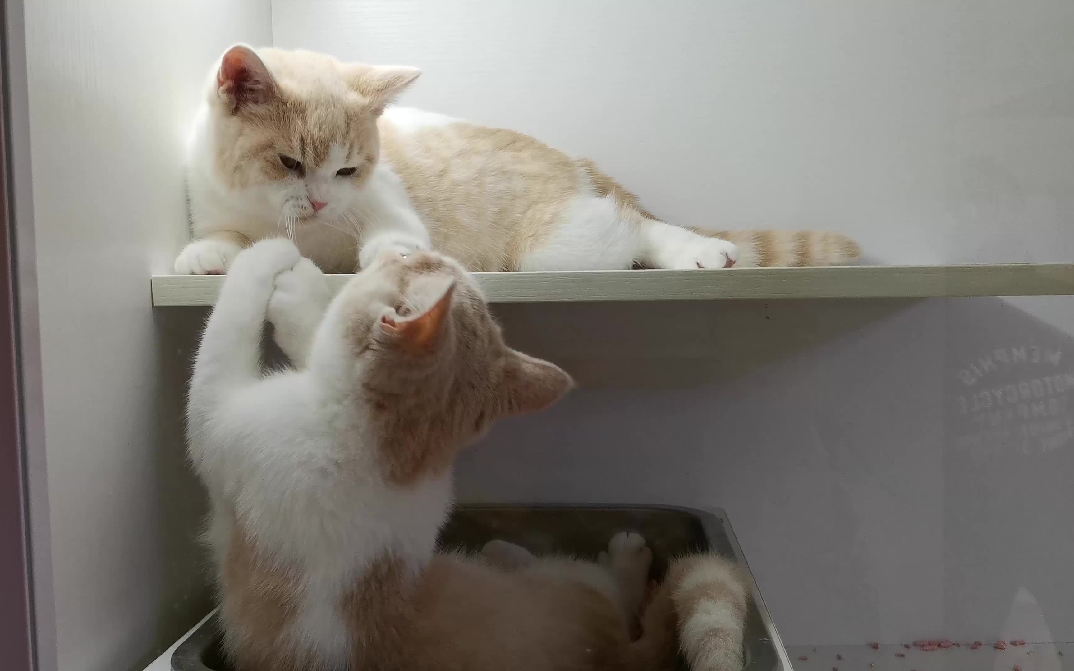 【猫】来吸一口新鲜喵喵