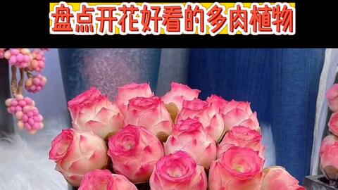 盘点开花好看的多肉植物 最后一个你绝对想不到 长寿花 仙人掌 沙漠玫瑰 球兰 多肉开花 哔哩哔哩
