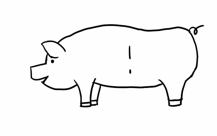 怀孕母猪简笔画图片