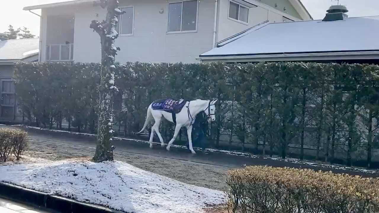 [图]飘雪下的「纯洁光辉」（ソダシ、苏妲己）2022/1/12