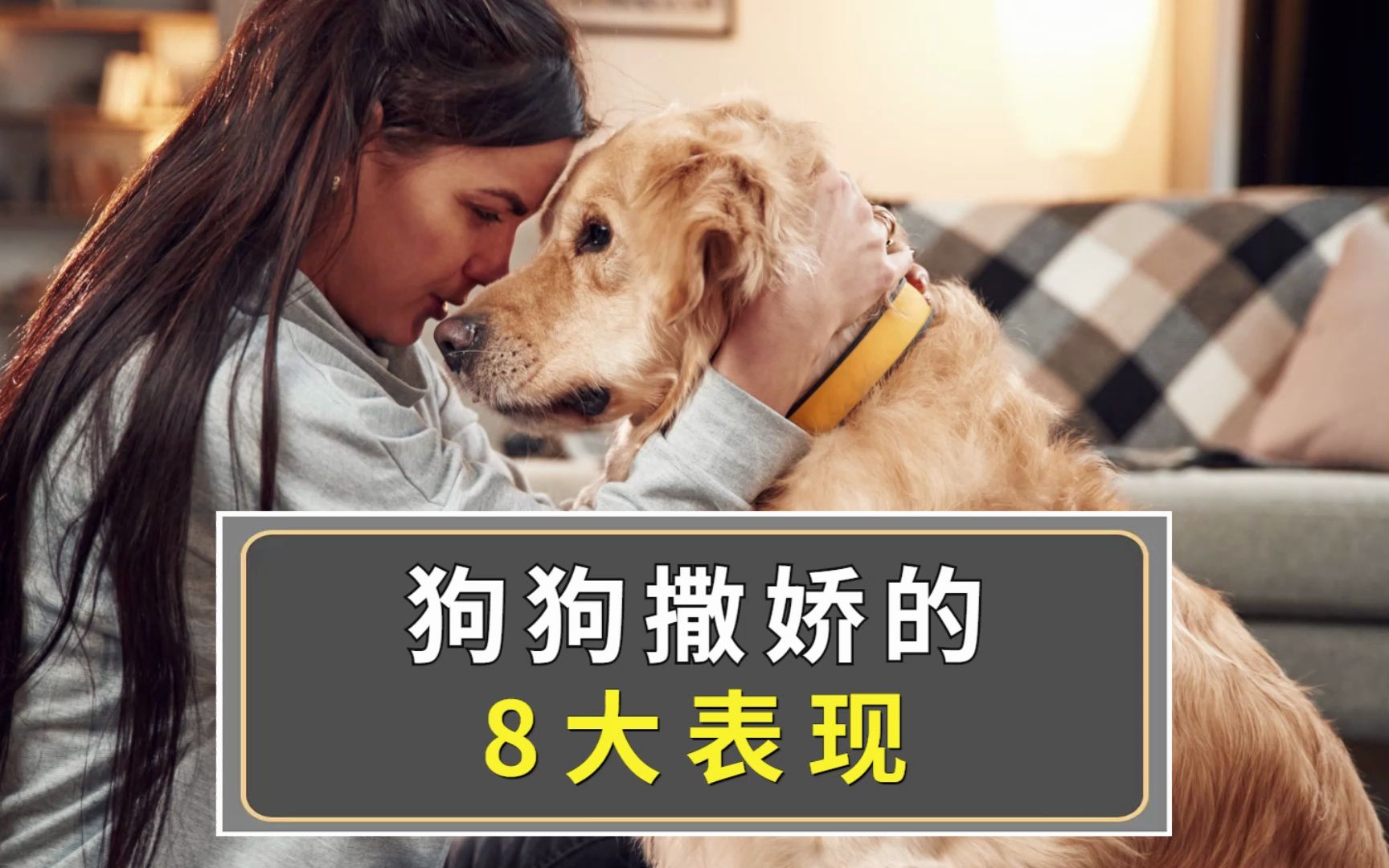 狗狗向你撒娇的表现,你知道多少?哔哩哔哩bilibili