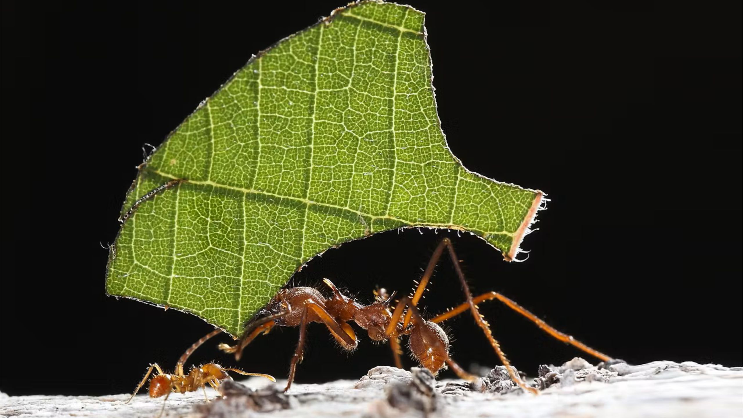 蚁后的诞生：从尘埃之身，到统治百万族群的女王