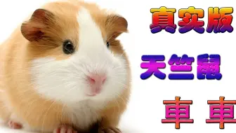 Pui Pui 天竺鼠车车 英文为何是pui Pui Molcar 哔哩哔哩 Bilibili