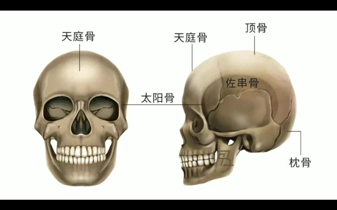 天天面相ⷮŠ曾国藩《冰鉴》之头骨相实战解读(上)哔哩哔哩bilibili