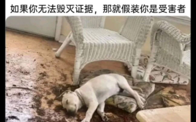 【梗图】“真不是我干的” 各种类型的meme(44)哔哩哔哩bilibili