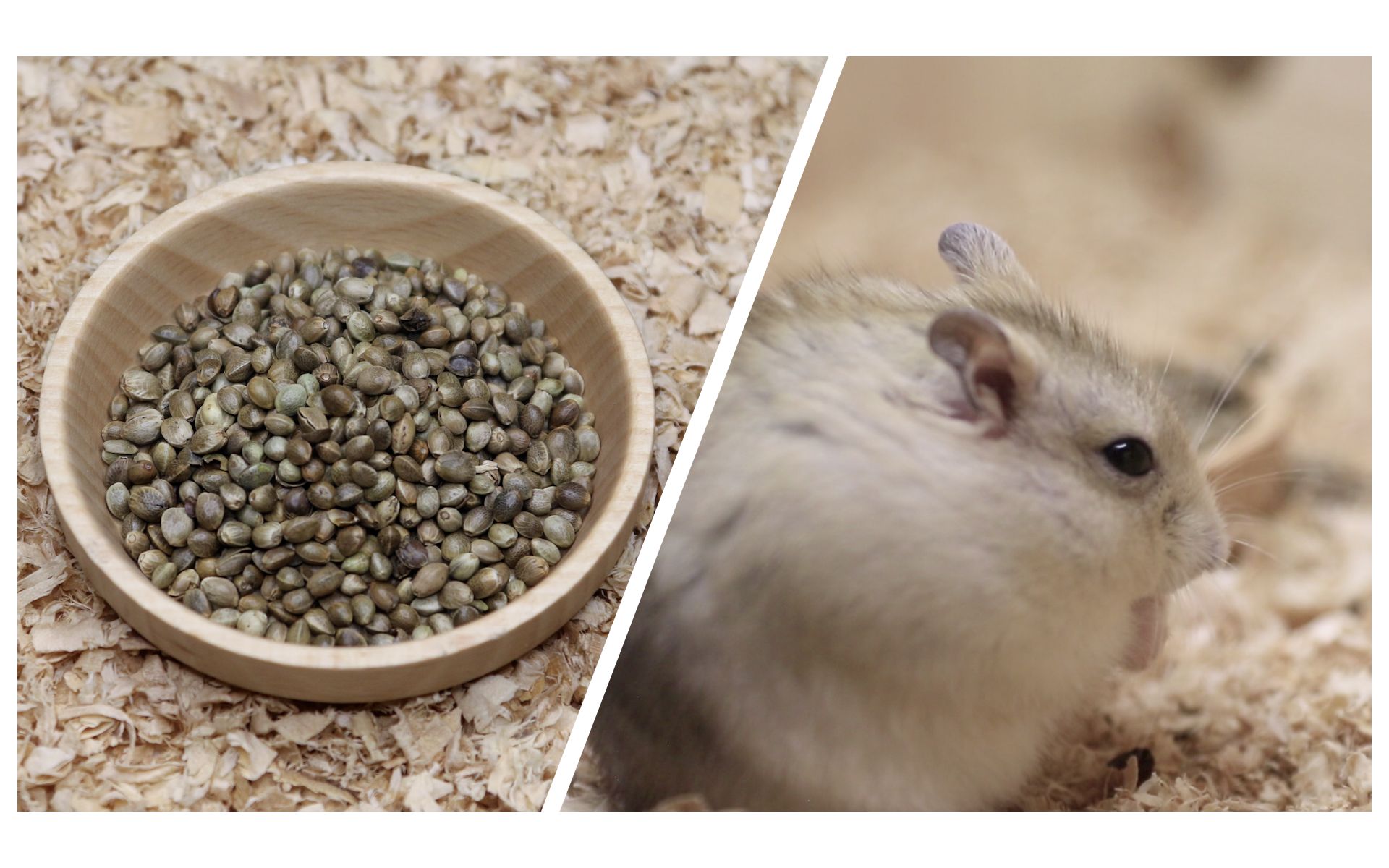 仓鼠:好多麻子,太油腻了.