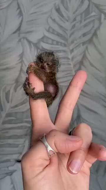 养指猴当宠物是什么体验?_哔哩哔哩 (゜-゜)つロ 干杯~-bilibili