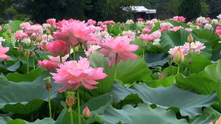 [图]荷花的颜色真的有点高级