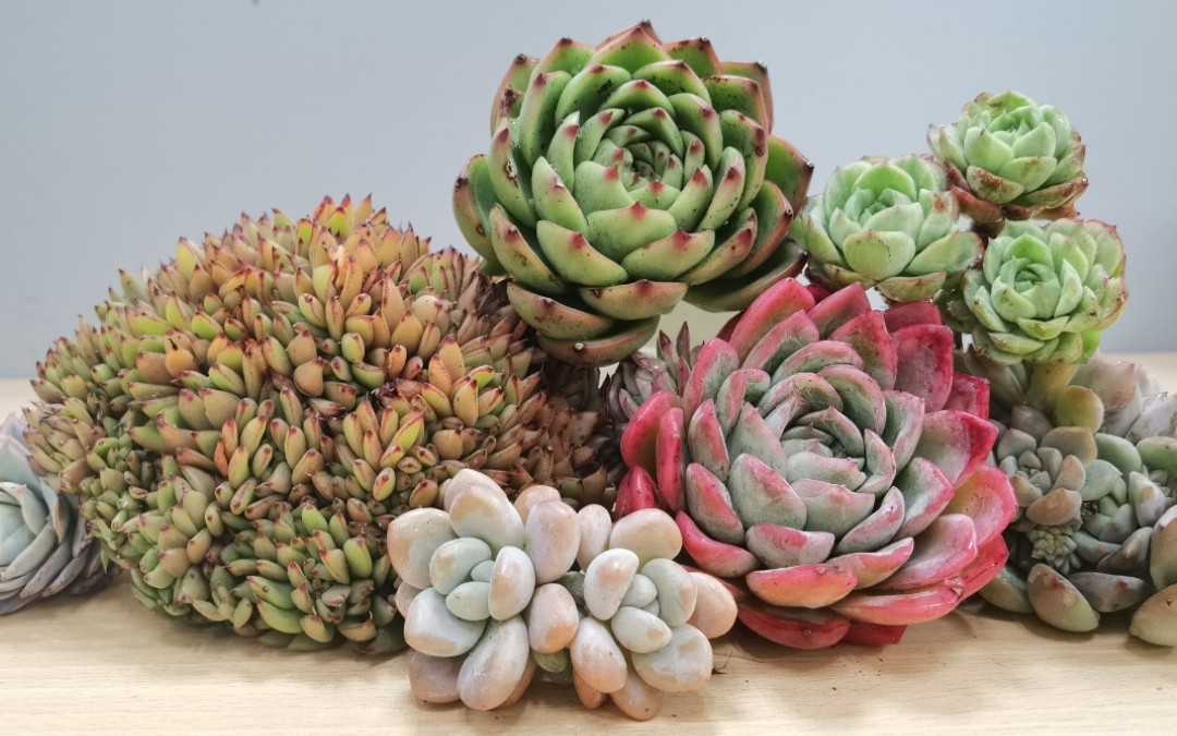 今年最后一箱了,开箱多肉,极致落英!