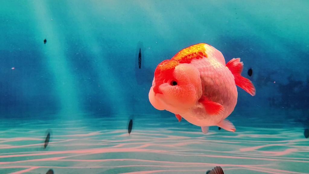 兰寿11娃娃脸乖乖们