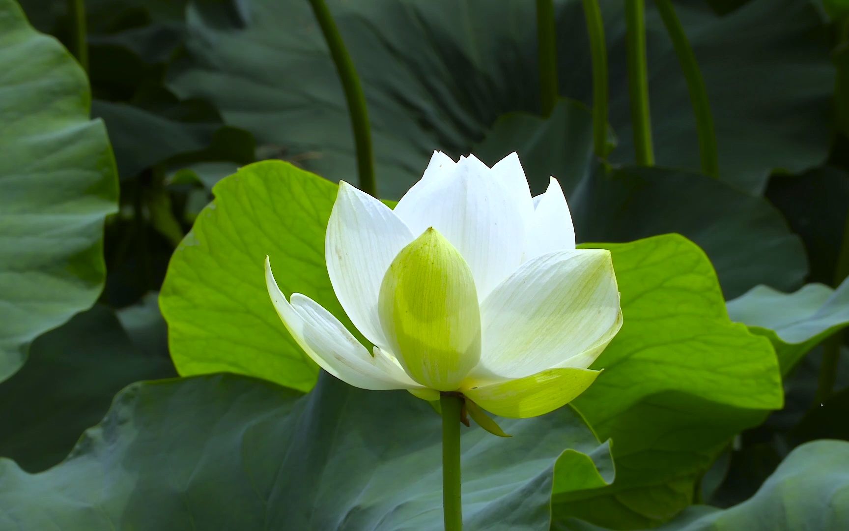 [图]空镜头视频 荷花白莲花莲花莲藕 素材分享