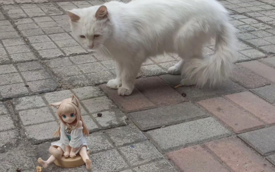 猫咪看到黄豆粉后的反应