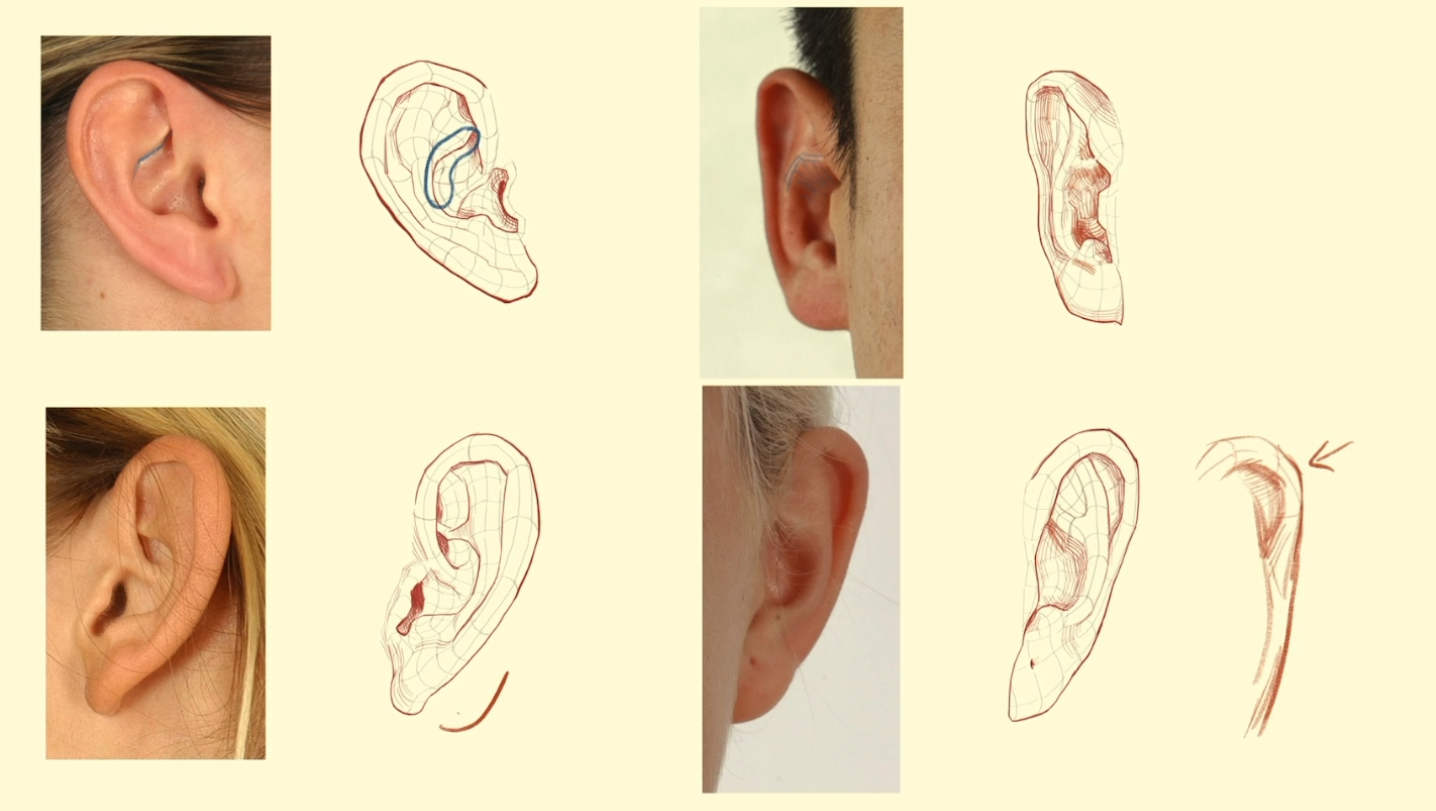 耳部绘画:理解和表现耳朵的轮廓和转折!哔哩哔哩bilibili
