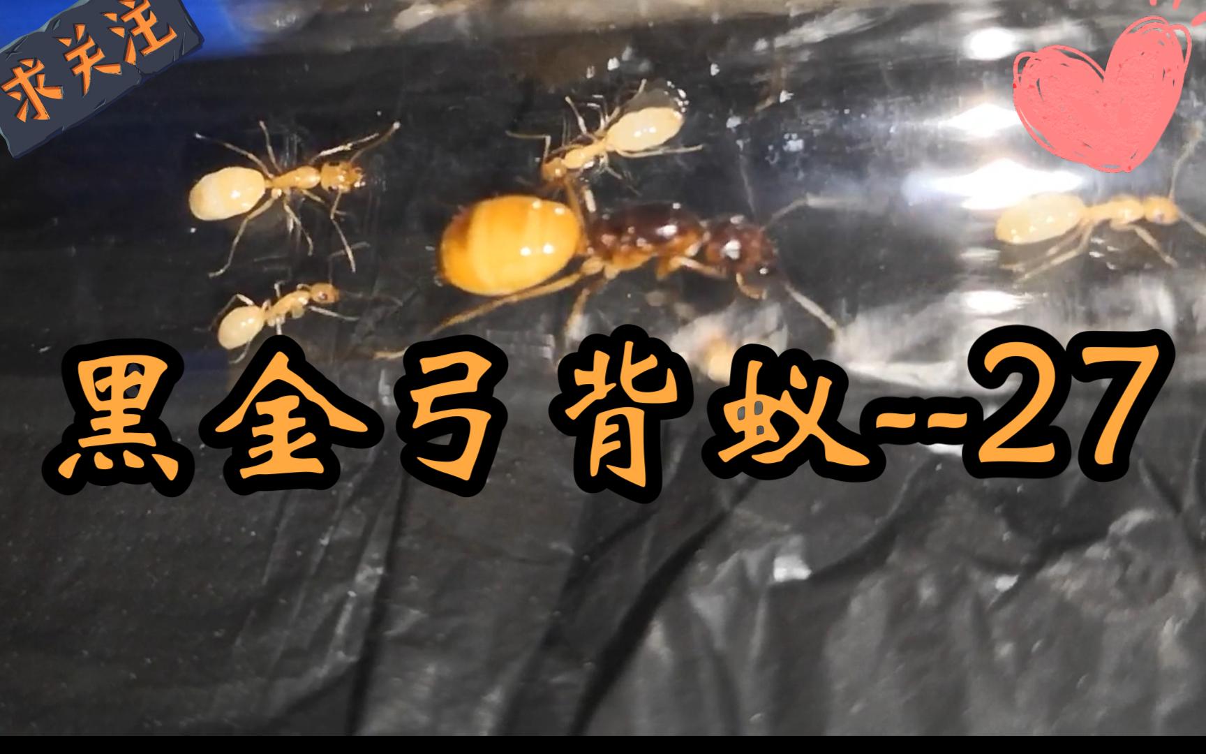 黑金弓背蚁,新手必入手的蚂蚁