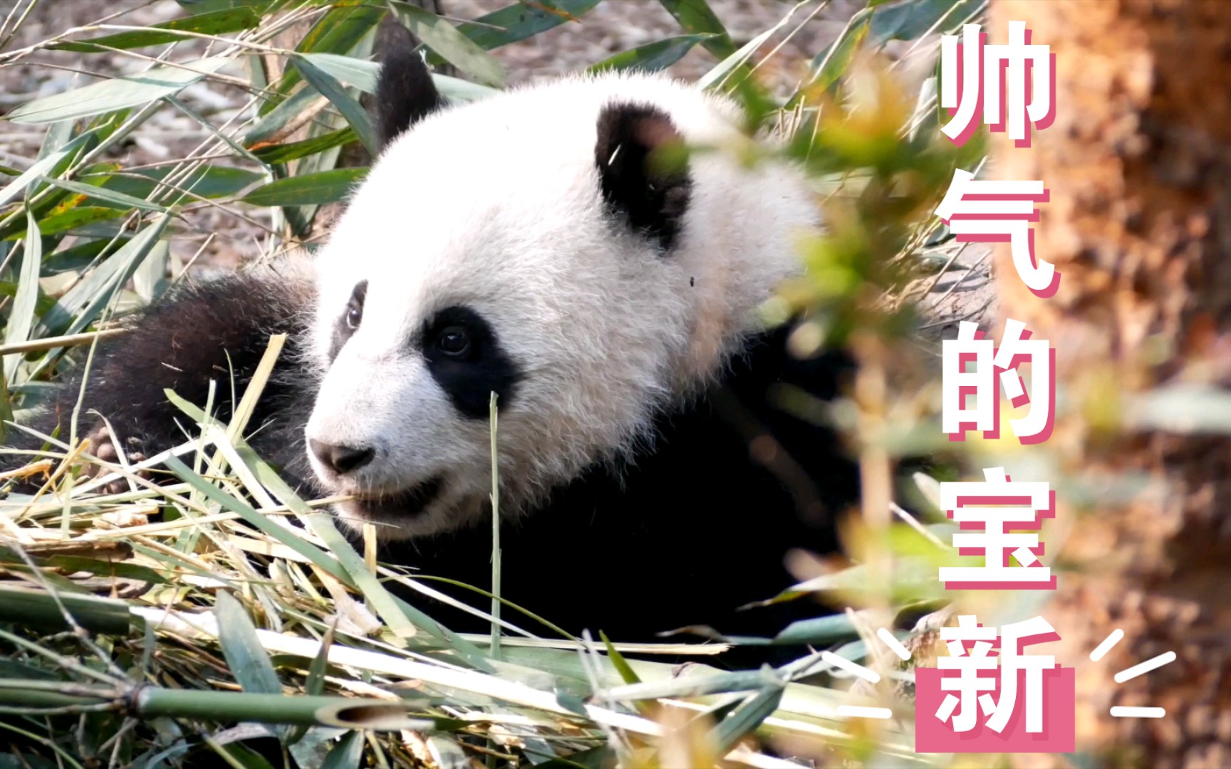 大熊猫宝新大班长认真营业为弟弟妹妹挣盆盆奶